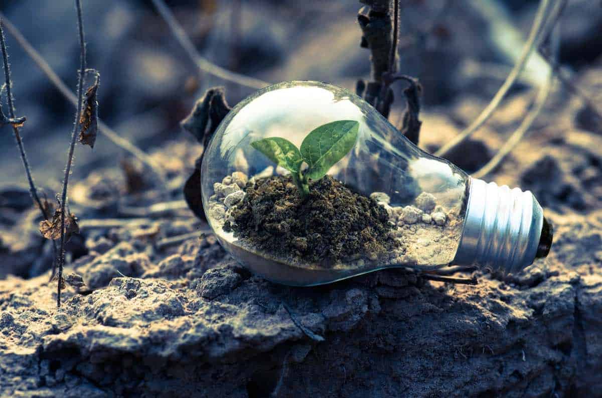 Light bulb with growing plant inside representing crowdfunding innovation and growth